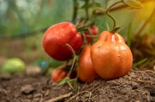 &lt;p&gt;ile wyniesie płatnośc do hektara uprawy pomidora&lt;/p&gt;