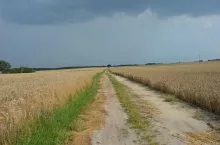 droga polna, pole
