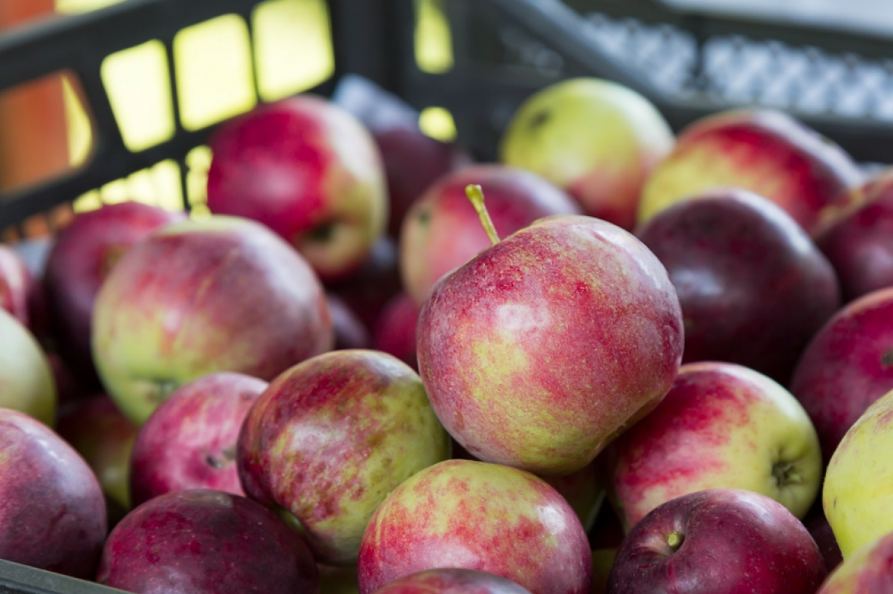 &lt;p&gt;Deserowe na przetwórstwo – Czy sadownicy wstrzymają dostawy jabłek?&lt;/p&gt;
