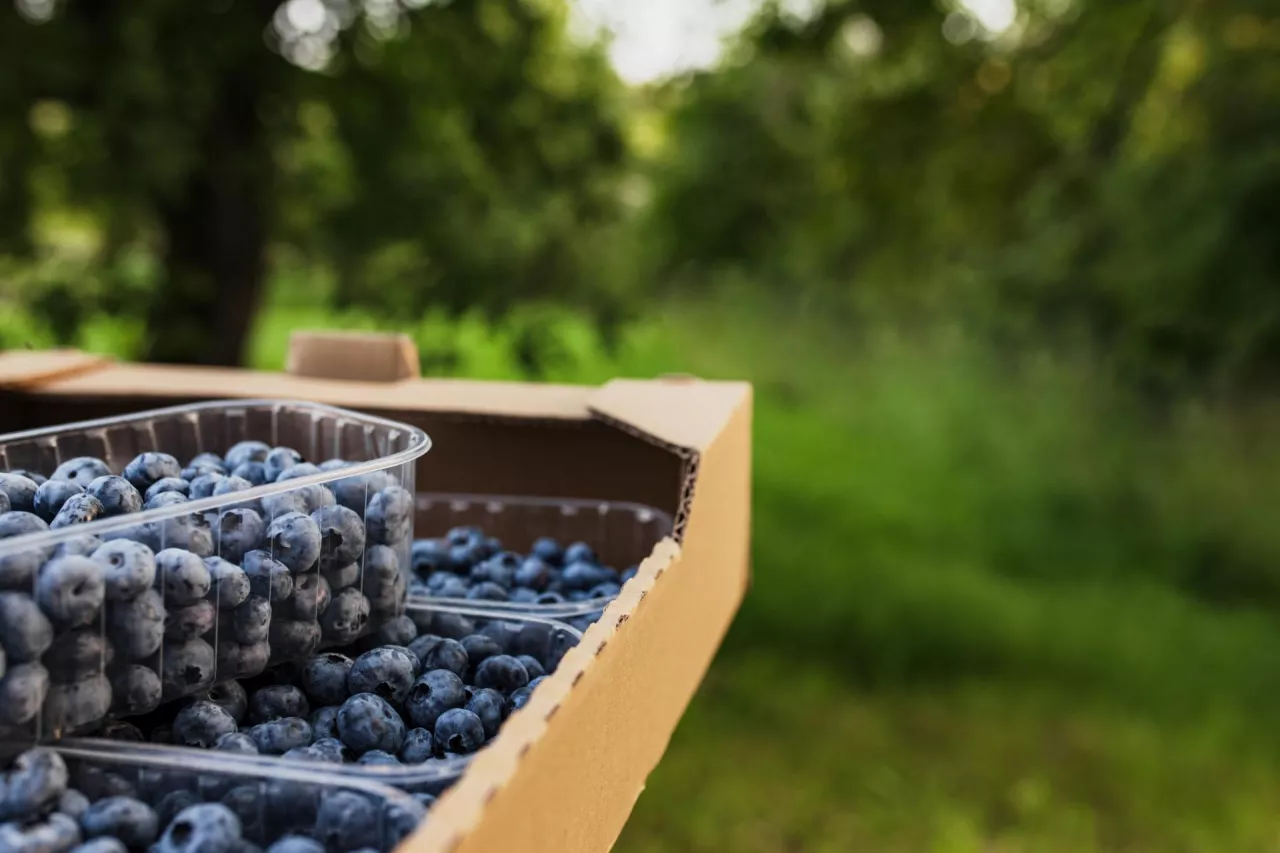 <p>Największa w Europie plantacja ekologiczna borówki – pomimo okupacji zebrali 500 ton</p>