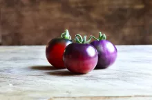 &lt;p&gt;fioletowe pomidory&lt;/p&gt;