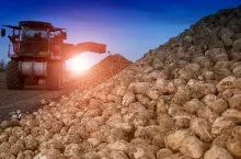 sugar beet harvesting machine