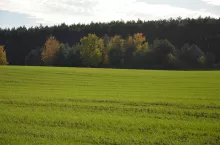 zboża, jesień, pszenica