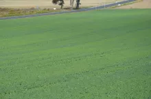rzepak, plantacja rzepaku, pole