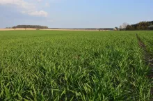 Pole - polskie rolnictwo - ekoschematy