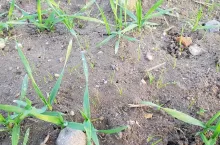 chwasty jednoliścienne, zachwaszczone zboża, miotła