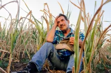 low angle of an old farmer sitting down in the cornfield, sad farmer, corn crops damaged by dry climate