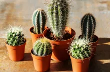 &lt;p&gt;Błędy w pielęgnacji kaktusów. Uratuj swoją roślinę w kilku krokach!&lt;/p&gt;