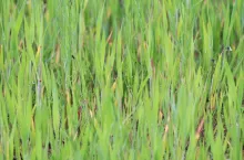 niedobory azotu i potasu