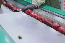 &lt;p&gt;eksport polskich jabłek do Jordanii&lt;/p&gt;