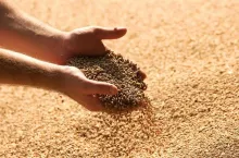 Hands with grain corn. Male farmers hands holding malt or cereal grains.