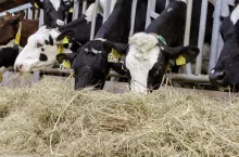 Jeśli siano jest dodatkiem do TMR, może to prowadzić do wyeliminowania ważnych pasz, które dostarczają składników odżywczych.

Zawsze należy je przeanalizować przed podaniem