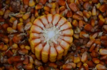 kukurydza, kolba, ziarno