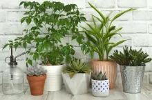 &lt;p&gt;Które rośliny pochłaniają wilgoć? Warto mieć je w swoim domu&lt;/p&gt;