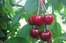 &lt;p&gt;Owoce odmiany Zagadka osiągają masę 8,0–9,0 g, okrywa je ciemnoczerwona, mocna, błyszcząca skórka&lt;/p&gt;