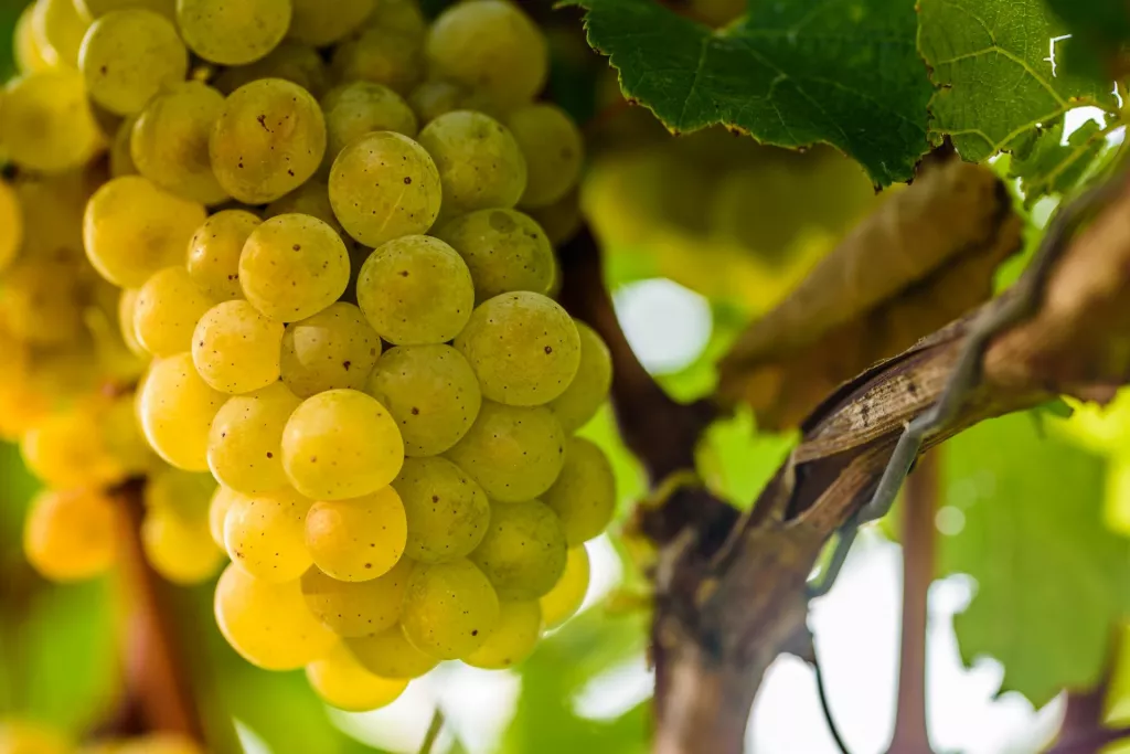 &lt;p&gt;import eksport winogrona jasnego polska 2022&lt;/p&gt;