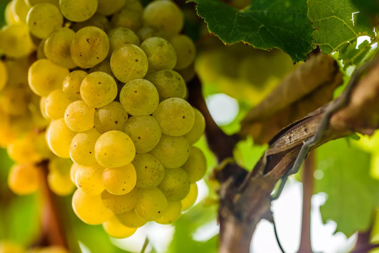 &lt;p&gt;import eksport winogrona jasnego polska 2022&lt;/p&gt;