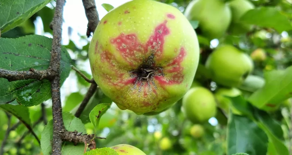 &lt;p&gt;Jabłko odmiany Golden Delicious silnie zasiedlone przez tarcznika niszczyciela; wokół żerujących larw powstają charakterystyczne przebarwienia&lt;/p&gt;