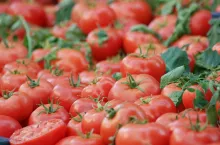 &lt;p&gt;Kto jest największym eksporterem pomidorów do Unii Europejskiej Skąd importuje Polska, pomidor, import pomidorów, eksport pomidorów&lt;/p&gt;