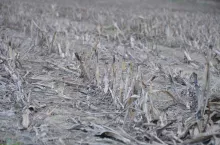 kukurydza, resztki, ścierniko