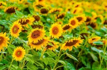 Plenty of Sunflowers on a Field. Sunflowers Cultivation.