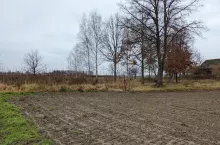 Drzewo obok pola