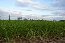 pole, plantacja, zboża, jesień jęczmień