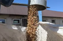 zboże pszenica żniwa