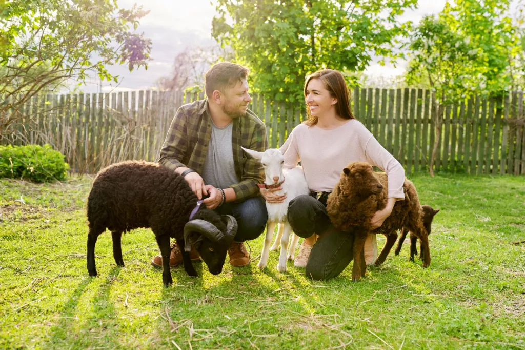 &lt;p&gt;Small farm with ouessant sheep and goat, portrait of family couple of farm owners with animals, eco tourism, countryside, rural scene, domestic animals&lt;/p&gt;