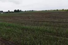 &lt;p&gt;Braki w obsadzie cebuli spowodowane niskim pH i bardzo niską zawartością wapnia.&lt;/p&gt;