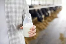 agriculture industry, farming, people and animal husbandry concept - close up of young man or farmer with cows milk in bottle at cowshed on dairy farm