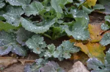 rzepak, pole, plantacja