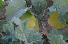 rzepak niedobory azotu