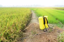 chemical to sprayer tank spray to green young rice field