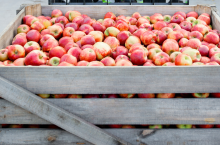 KAMPOL_FRUIT