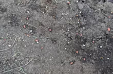 nawozy ceny nawozów