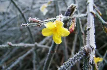 &lt;p&gt;6 najpiękniejszych roślin kwitnących zimą w ogrodzie&lt;/p&gt;