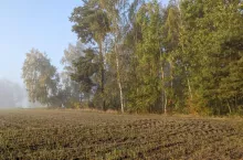 pole las zasiewy wschody