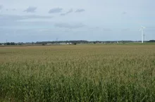 kukurydza