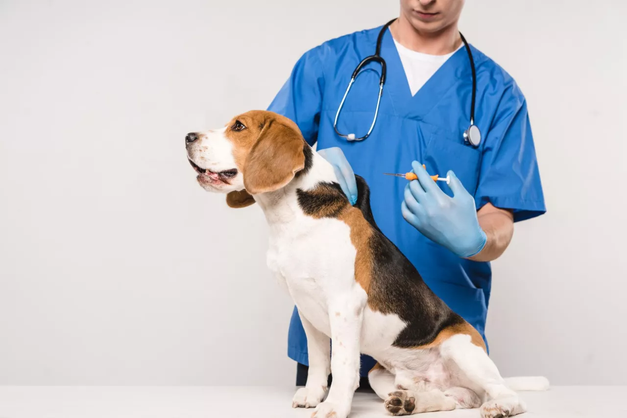 &lt;p&gt;cropped view of veterinarian holding syringe for microchipping beagle dog on grey background&lt;/p&gt;
