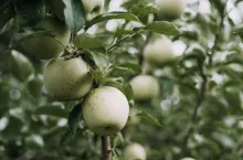 &lt;p&gt;produkcja polskich jabłek działania promocyjne unii Europejskiej&lt;/p&gt;