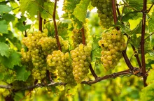 &lt;p&gt;deklaracje dla plantatorów winorośli, formularz, kowr&lt;/p&gt;