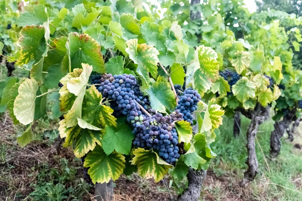&lt;p&gt;plantatorzy winorośli, producenci wina deklaracje 2023&lt;/p&gt;