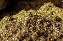 Dawka pokarmowa na papierze znacznie odbiega od tego, co krowy faktycznie jedzą. Zamiast martwić się o szczegóły obliczania dawki, ważniejsze jest zarządzanie żywieniem