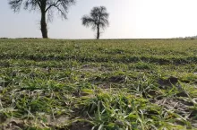 zboża, pole, plantacja, po zimie
