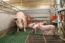 otwarte porodowki, otwarte kojce