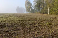 pole las zasiewy wschody