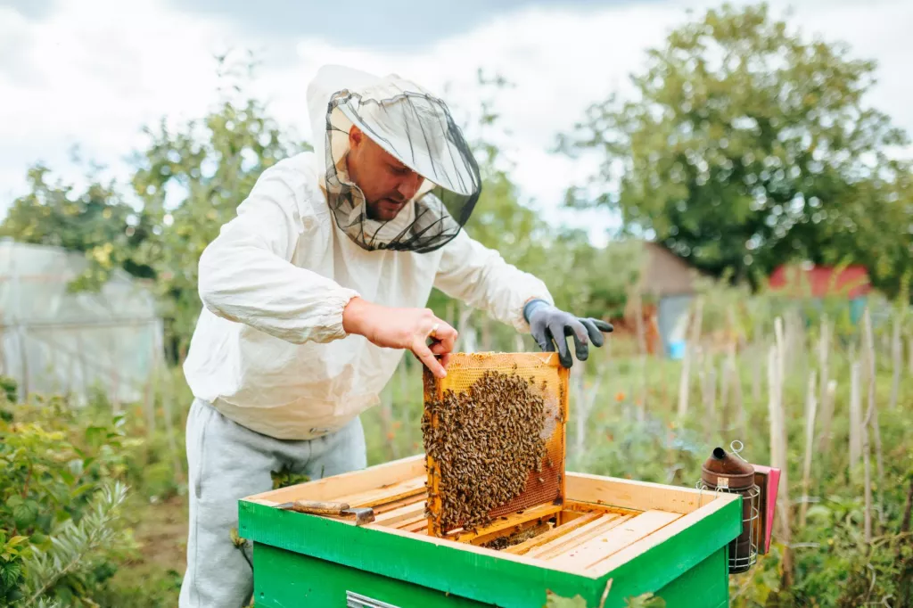 &lt;p&gt;A man dressed as a beekeeper boldly takes honey from the hive with his hands. The farm is engaged in the production of honey in the countryside. Beekeeping, farming and agriculture concept.&lt;/p&gt;