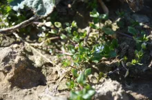 chwasty, gwiazdnica pospolita