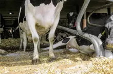 Krowy, które często przednimi nogami stoją w boksach, są bardziej podatne na owrzodzenia podeszwy i choroby zakaźne,
takie jak dermatitis digitalis (Mortellaro) tylnych nóg